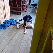 Apollon a rejoint le concours — aidez-le/la à gagner de superbes lots ! animal, black_and_white, cabinet, chair, cloth, collar, dog, domestic, doorway, floor, flooring, furniture, home, indoor, living_room, pet, red_collar, relaxed, resting, wooden_floor