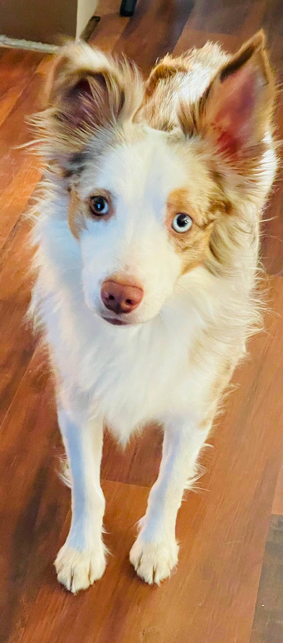 Finley joined the competition — help win amazing prizes! ancient_dog_breeds, canidae, carnivore, companion_dog, dog, dog_breed, fawn, fur, herding_dog, snout, sporting_group, terrestrial_animal, whiskers, wood, working_animal, working_dog