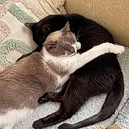 Olly Et Nesquik participe au concours pour gagner de l'argent avec cette photo : animal, architecture, bed, blanket, building, cat, couch, cushion, furniture, homedecor, indoors, kitten, livingroom, manx, person, pet, pillow, quilt, room, sleeping