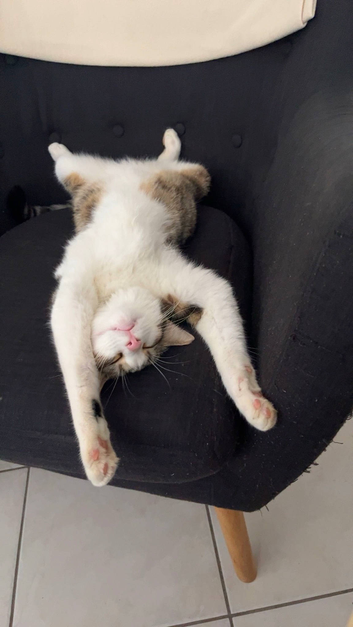 Tao participe au concours pour gagner de l'argent avec cette photo : canidae, carnivore, cat, claw, comfort, companion_dog, dog_breed, domestic_short_haired_cat, fawn, felidae, fur, linens, nap, paw, small_to_medium_sized_cats, snout, tail, whiskers