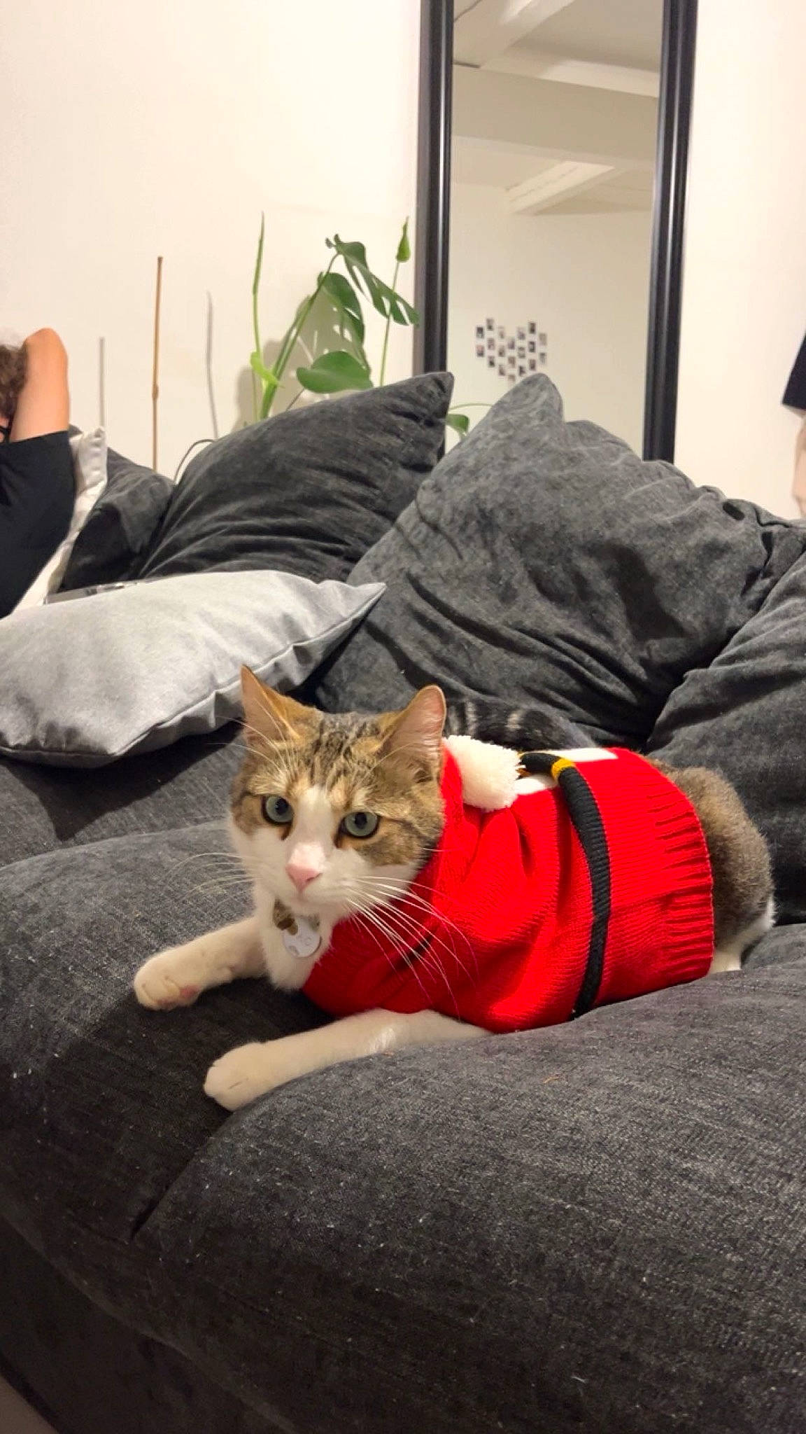 Tao a rejoint le concours — aidez-le/la à gagner de superbes lots ! canidae, carnivore, cat, comfort, companion_dog, domestic_short_haired_cat, fawn, felidae, flooring, fur, human_leg, lap, linens, nap, plant, room, sitting, small_to_medium_sized_cats, whiskers, wood