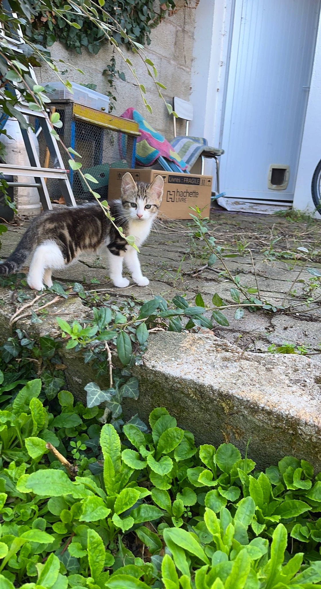 Tao participe au concours pour gagner de l'argent avec cette photo : building, carnivore, cat, domestic_short_haired_cat, door, fawn, felidae, flooring, flowerpot, grass, green, groundcover, plant, small_to_medium_sized_cats, tail, tire, tree, wheel, whiskers, wood