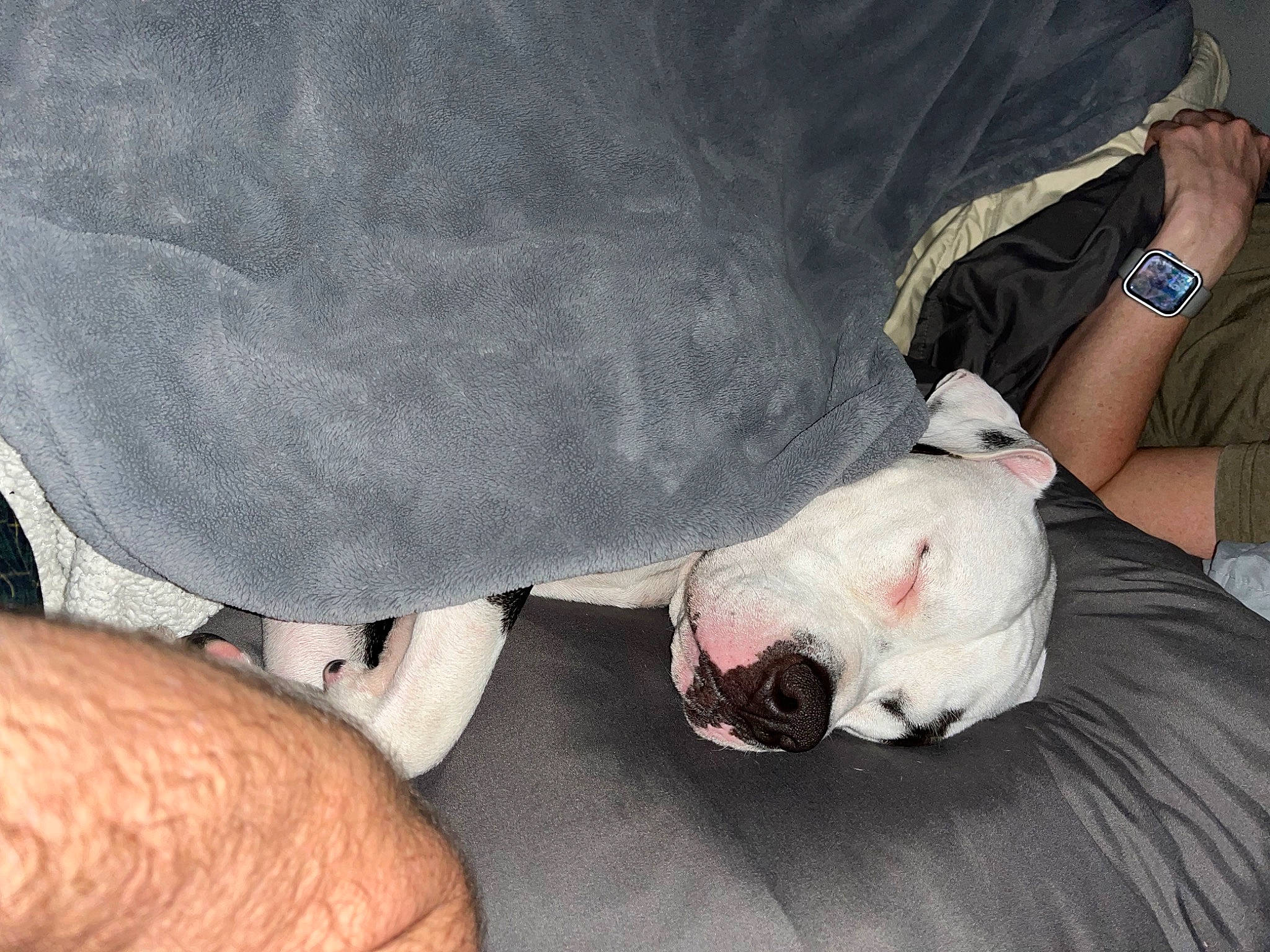 Cali joined the competition — help win amazing prizes! bull_terrier, canidae, carnivore, collar, comfort, companion_dog, dog, dog_breed, fawn, foot, fur, human_leg, knee, nail, paw, snout, sporting_group, watch, whiskers, wrinkle