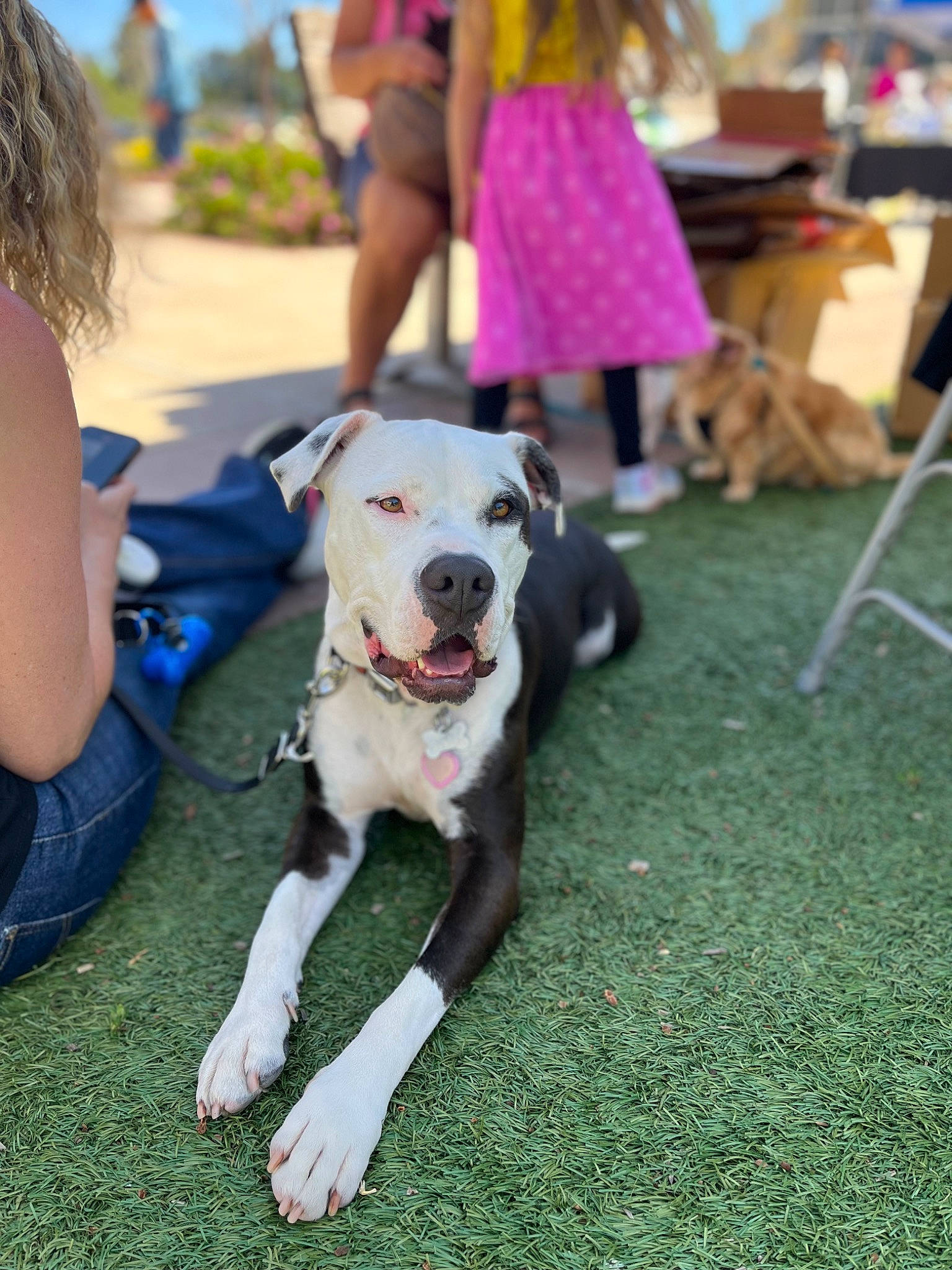 Cali joined the competition — help win amazing prizes! carnivore, chair, collar, companion_dog, dog, dog_breed, dog_collar, event, fun, grass, human_leg, lawn, leash, leisure, luggage_and_bags, plant, recreation, shorts, sporting_group, tail