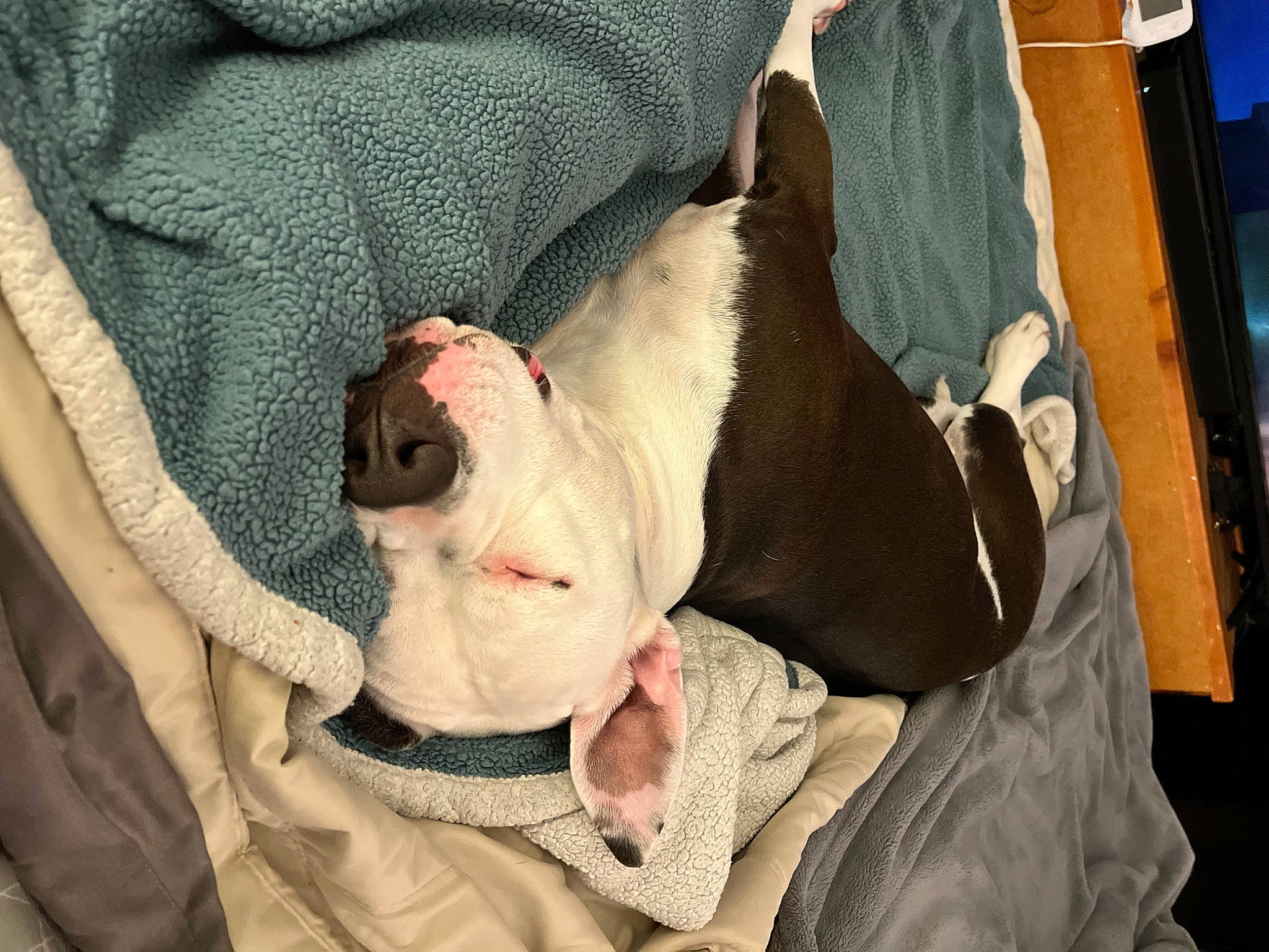 Cali is registered to the contest to win money with this photo: canidae, carnivore, collar, comfort, companion_dog, dog, dog_breed, dog_collar, dog_supply, ear, fang, fawn, fur, guard_dog, paw, snout, sporting_group, sunglasses, whiskers, working_animal