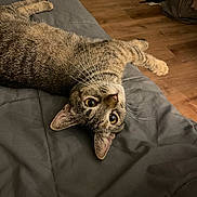 Zola is registered to the contest to win money with this photo: cat, tabby, pet, animal, indoor, blanket, gray, fur, whiskers, eyes, floor, wooden_floor, relaxed, lying_down, cute, domestic_cat, mammal, feline, cozy, home