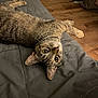 cat, tabby, pet, animal, indoor, blanket, gray, fur, whiskers, eyes, floor, wooden_floor, relaxed, lying_down, cute, domestic_cat, mammal, feline, cozy, home