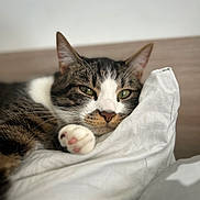 Mowgli participe au concours pour gagner de l'argent avec cette photo : abyssinian, animal, bed, bedroom, blanket, cat, couch, cushion, furniture, hardwood, homedecor, indoors, kitten, linen, manx, person, pet, quilt, sleeping, wood