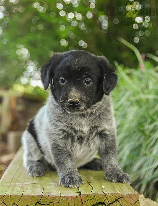 Luna joined the competition — help win amazing prizes! canidae, carnivore, companion_dog, dog, dog_breed, hunting_dog, labrador_retriever, mammal, pointing_breed, puppy, rare_breed_dog, sporting_group, stabyhoun, vertebrate