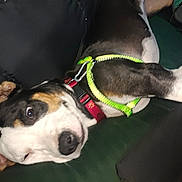 Ida is registered to the contest to win money with this photo: animal, black_and_white, canine, close_up, collar, companion, curious, dog, domestic_animal, ears, fur, harness, indoor, leash, looking, lying_down, pet, portrait, resting, snout