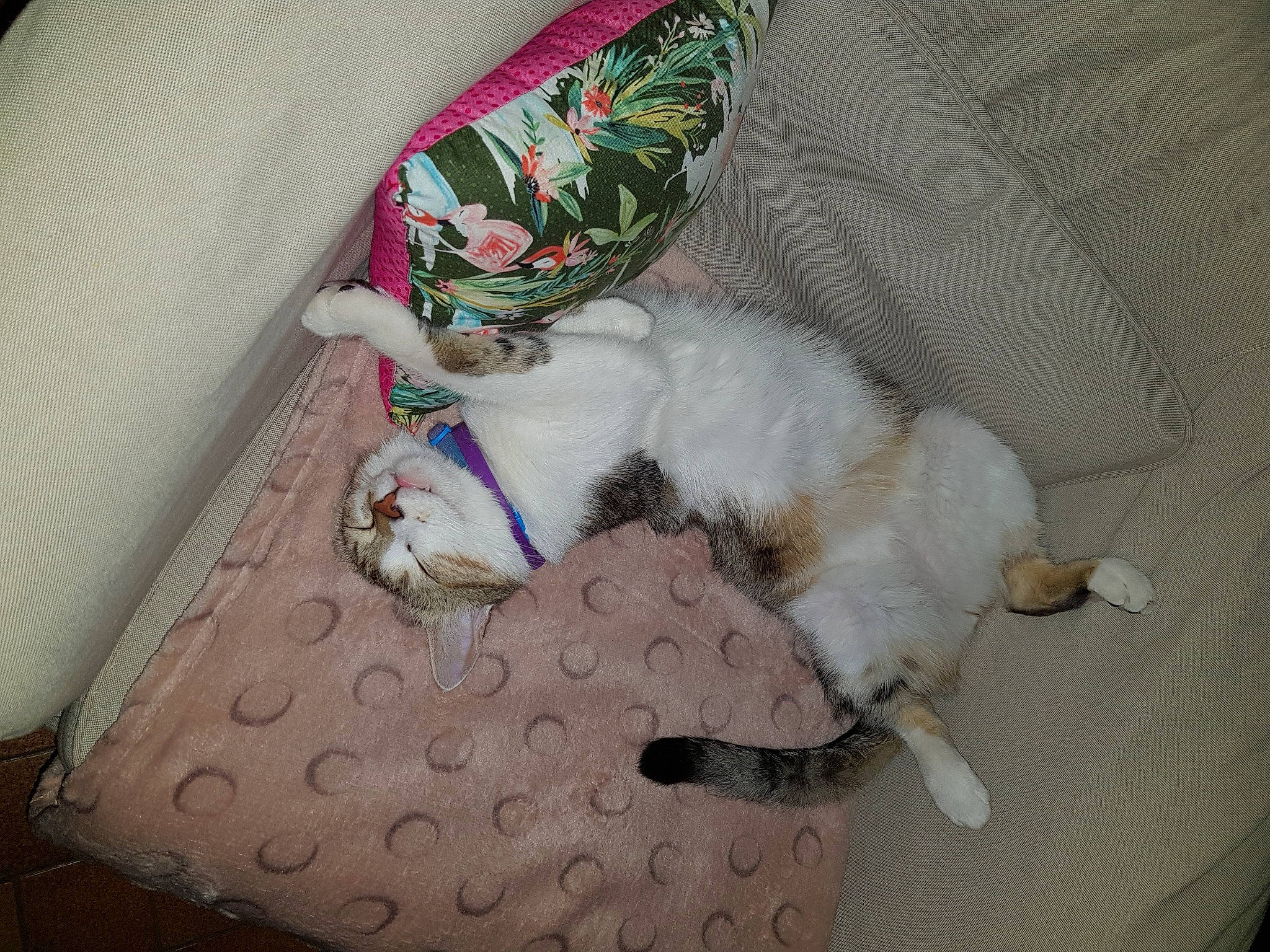 Milka participe au concours pour gagner de l'argent avec cette photo : carnivore, cat, felidae, kitten, nap, sleep, small_to_medium_sized_cats, tail, whiskers