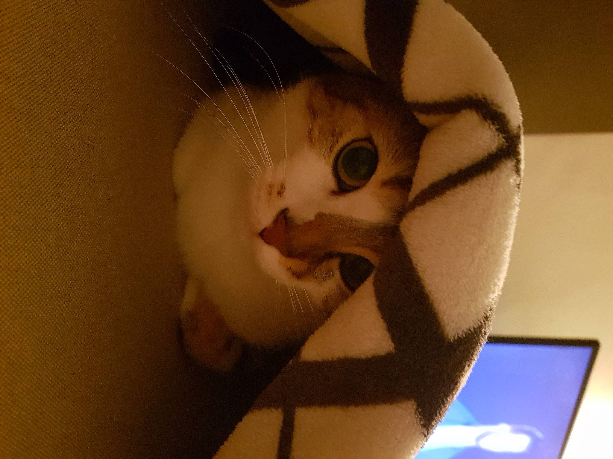 Milka a rejoint le concours — aidez-le/la à gagner de superbes lots ! cat, ear, eye, face, felidae, fur, head, jaw, mouth, nose, organ, small_to_medium_sized_cats, whiskers