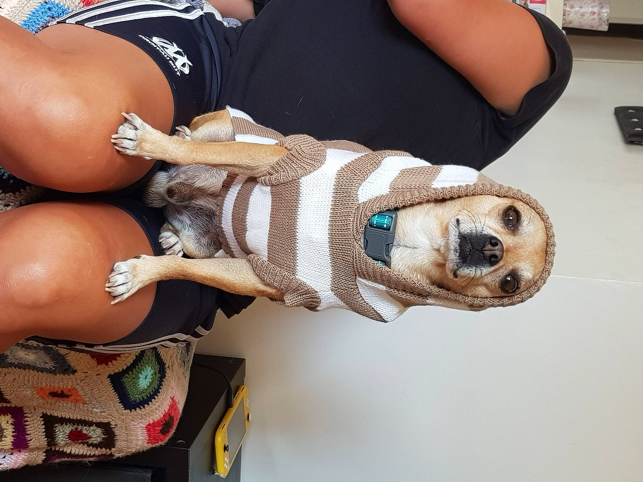 Ilton participe au concours pour gagner de l'argent avec cette photo : canidae, carnivore, companion_dog, dog, dog_breed, fawn, puppy_love, sporting_group