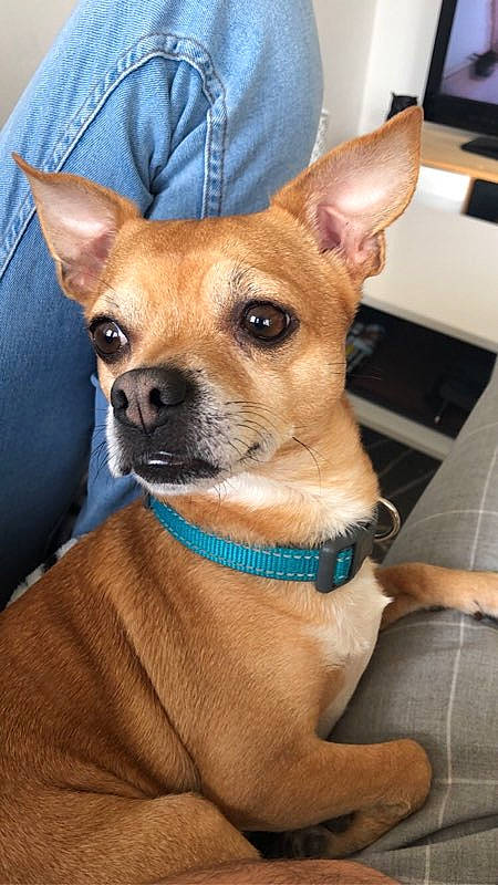 Ilton a rejoint le concours — aidez-le/la à gagner de superbes lots ! canidae, carnivore, chihuahua, companion_dog, corgi_chihuahua, dog, dog_breed, ear, fawn, feist, mammal, puppy, rare_breed_dog, snout, sporting_group, toy_dog, vertebrate, whiskers