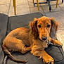 Mushu a rejoint le concours — aidez-le/la à gagner de superbes lots ! dog, puppy, dachshund, long_hair, brown, cushion, leash, yellow_chair, floor, tile, pet, animal, indoor, resting, cute, looking_at_camera, fur, ears, nose, paw