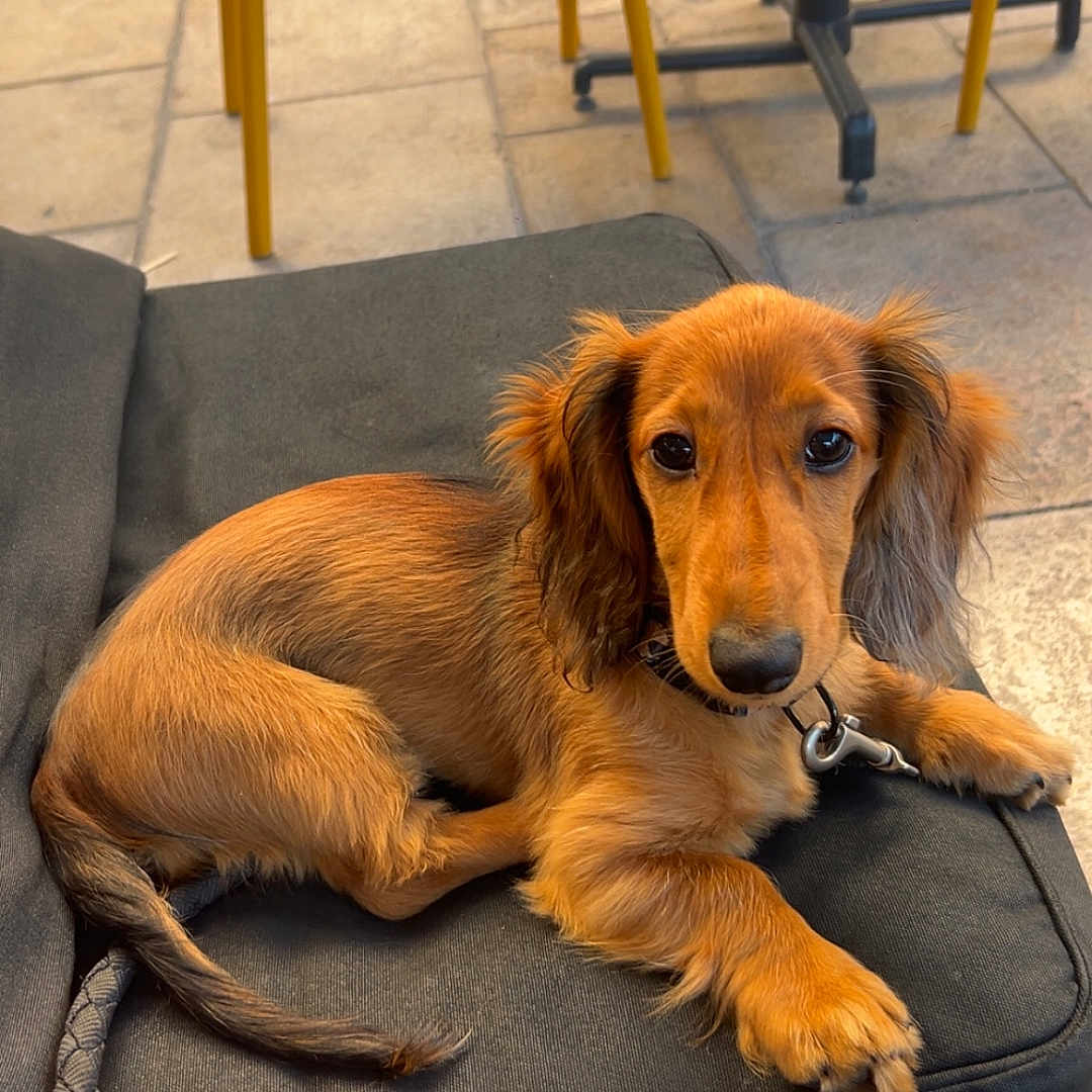 Mushu a rejoint le concours — aidez-le/la à gagner de superbes lots ! animal, brown, cushion, cute, dachshund, dog, ears, floor, fur, indoor, leash, long_hair, looking_at_camera, nose, paw, pet, puppy, resting, tile, yellow_chair