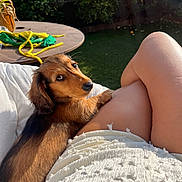 Mushu participe au concours pour gagner de l'argent avec cette photo : dog, puppy, dachshund, pet, animal, outdoor, sunlight, legs, person, grass, table, greenery, relaxation, companionship, cute, brown, fur, looking, resting, summer