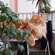 Curly participe au concours pour gagner de l'argent avec cette photo : cat, cat_like_mammal, flora, flower, plant, small_to_medium_sized_cats, tree, whiskers
