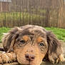 puppy, dog, pet, animal, outdoor, fence, grass, ears, nose, fur, cute, closeup, head, face, portrait, brown, eyes, whiskers, nature, young