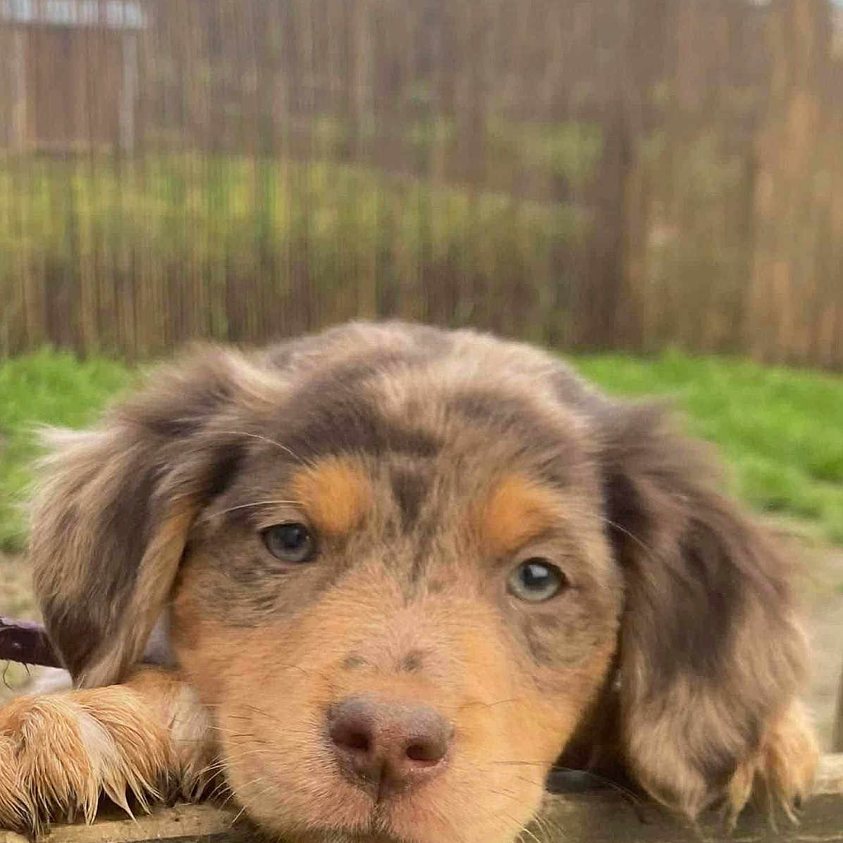 Aloé participe au concours pour gagner de l'argent avec cette photo : animal, brown, closeup, cute, dog, ears, eyes, face, fence, fur, grass, head, nature, nose, outdoor, pet, portrait, puppy, whiskers, young