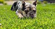 Coco joined the competition — help win amazing prizes! animal, blurred_background, canine, closeup, daytime, dog, ears, fur, grass, greenery, muzzle, nature, outdoor, peaceful, pet, relaxation, resting, sleeping, summer, sunlight