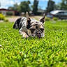 animal, blurred_background, canine, closeup, daytime, dog, ears, fur, grass, greenery, muzzle, nature, outdoor, peaceful, pet, relaxation, resting, sleeping, summer, sunlight