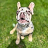 Coco is registered to the contest to win money with this photo: animal, blurred_background, canine, cute, dog, ears, expression, face, french_bulldog, fur, grass, nature, outdoor, pet, puppy, sitting, snout, spot, tongue, young
