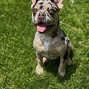 Coco is registered to the contest to win money with this photo: animal, canine, cute, dog, ears_up, french_bulldog, friendly, grass, happy, mammal, nature, outdoor, pet, playful, puppy, sitting, summer, sunlight, tongue_out, young_dog