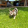 Coco is registered to the contest to win money with this photo: animal, backyard, bench, canine, daylight, dog, fence, french_bulldog, grass, greenery, nature, outdoor, pet, playing, puppy, stick, summer, sunny, tree, young_dog