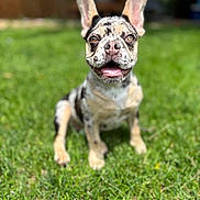 Coco joined the competition — help win amazing prizes! dog, french_bulldog, puppy, grass, outdoor, sunlight, pet, animal, happy, sitting, ears, tongue, closeup, cute, canine, playful, nature, summer, young, adorable