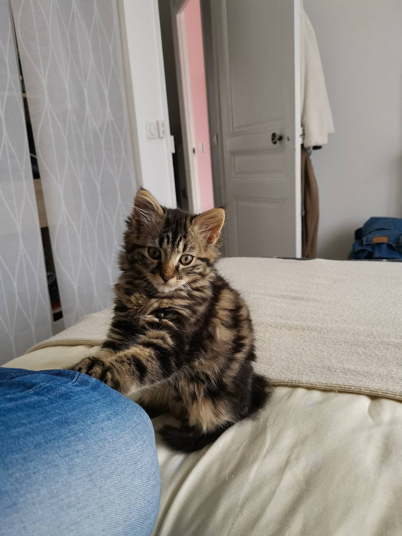 Minu participe au concours pour gagner de l'argent avec cette photo : bed, bedding, cabinetry, carnivore, cat, comfort, domestic_short_haired_cat, door, felidae, floor, flooring, fur, grey, hardwood, linens, small_to_medium_sized_cats, snout, tail, whiskers, wood