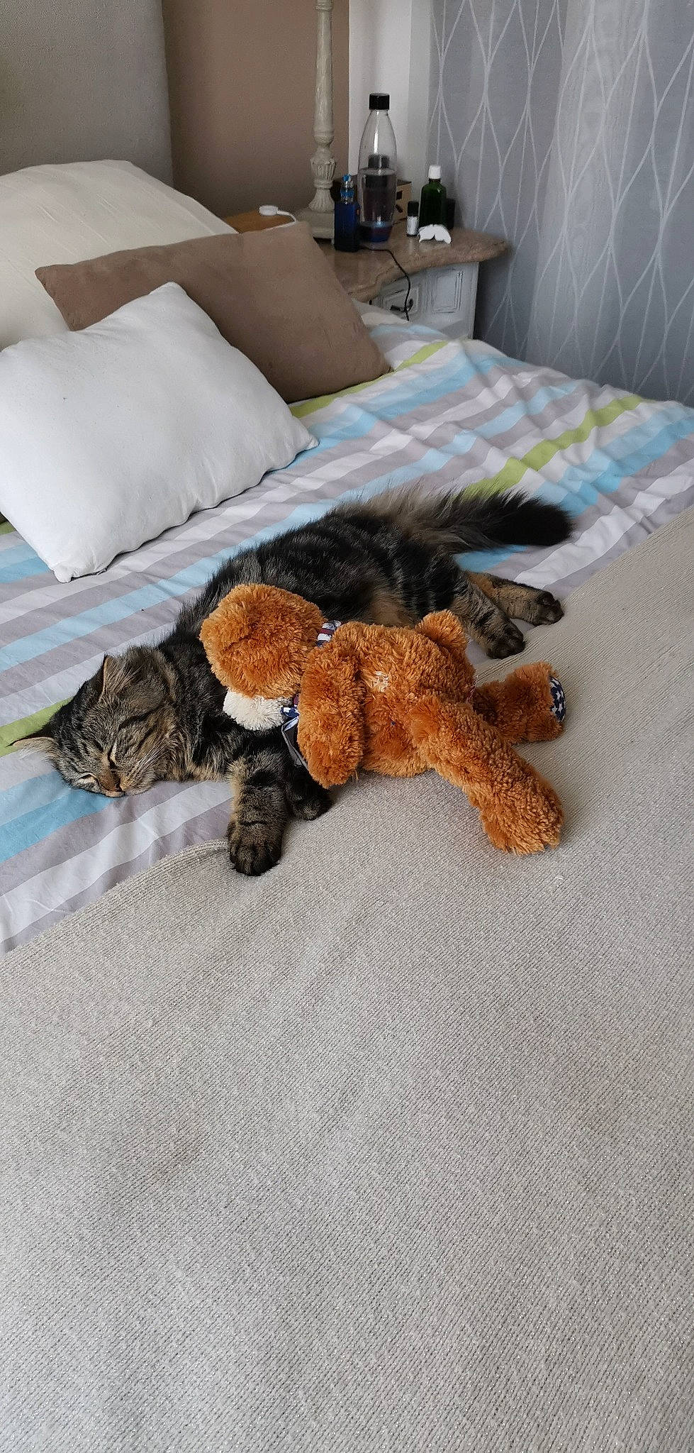 Minu participe au concours pour gagner de l'argent avec cette photo : bed, carnivore, cat, chair, comfort, companion_dog, couch, dog_breed, fawn, felidae, floor, flooring, furniture, grey, linens, pillow, tail, textile, toy, wood