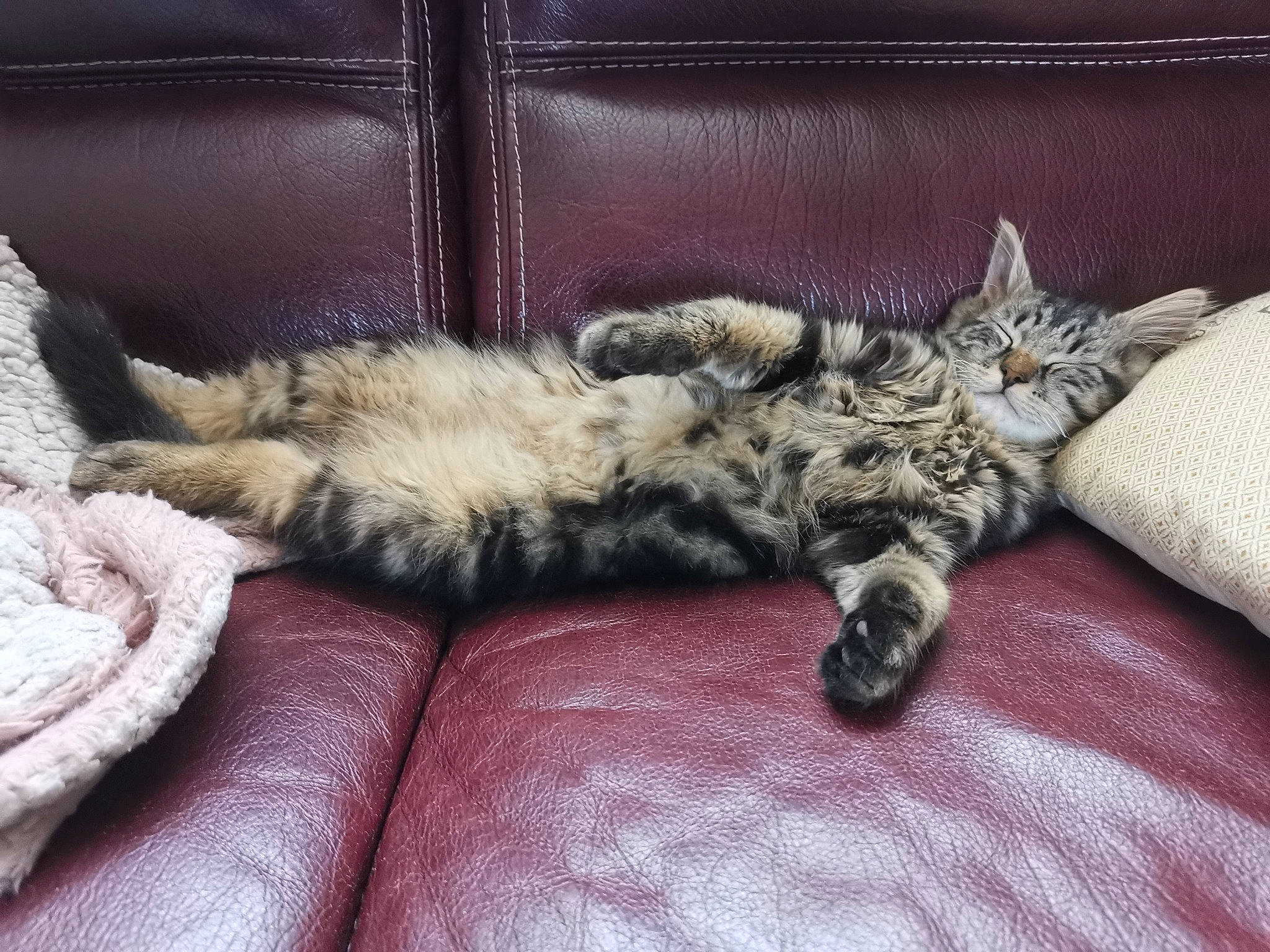 Minu participe au concours pour gagner de l'argent avec cette photo : carnivore, cat, claw, comfort, domestic_short_haired_cat, felidae, flooring, fur, grey, nap, paw, room, small_to_medium_sized_cats, snout, tail, terrestrial_animal, vehicle, vertebrate, whiskers, wood