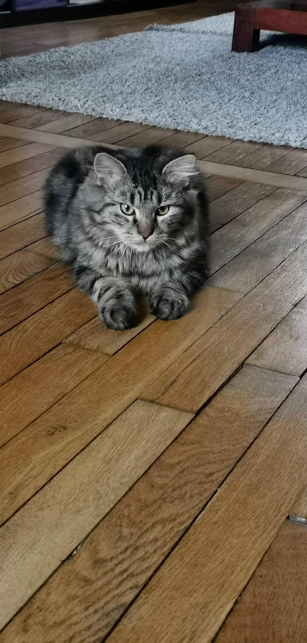 Minu participe au concours pour gagner de l'argent avec cette photo : carnivore, cat, domestic_short_haired_cat, felidae, floor, flooring, fur, grey, hardwood, laminate_flooring, paw, plank, small_to_medium_sized_cats, snout, tail, terrestrial_animal, whiskers, wood, wood_flooring, wood_stain