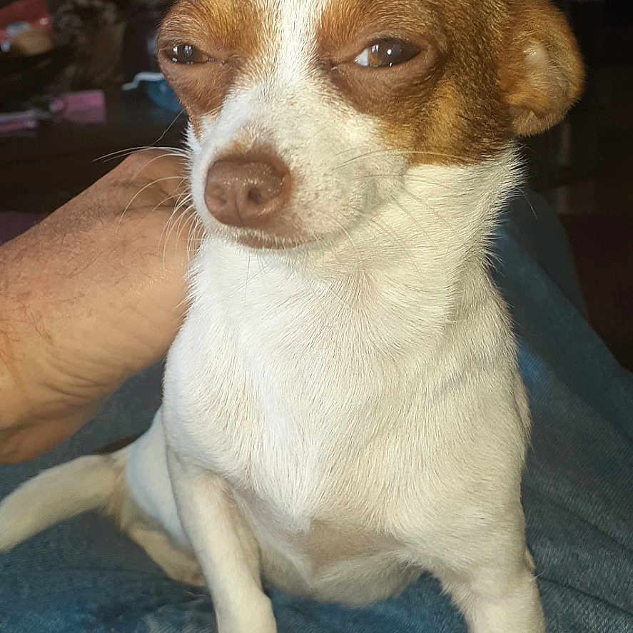 Grettell joined the competition — help win amazing prizes! animal, brown_and_white, canine, cute, dog, ears, face, fur, hand, home, indoor, jeans, lap, person, pet, relaxed, sitting, small_dog, snout, whiskers