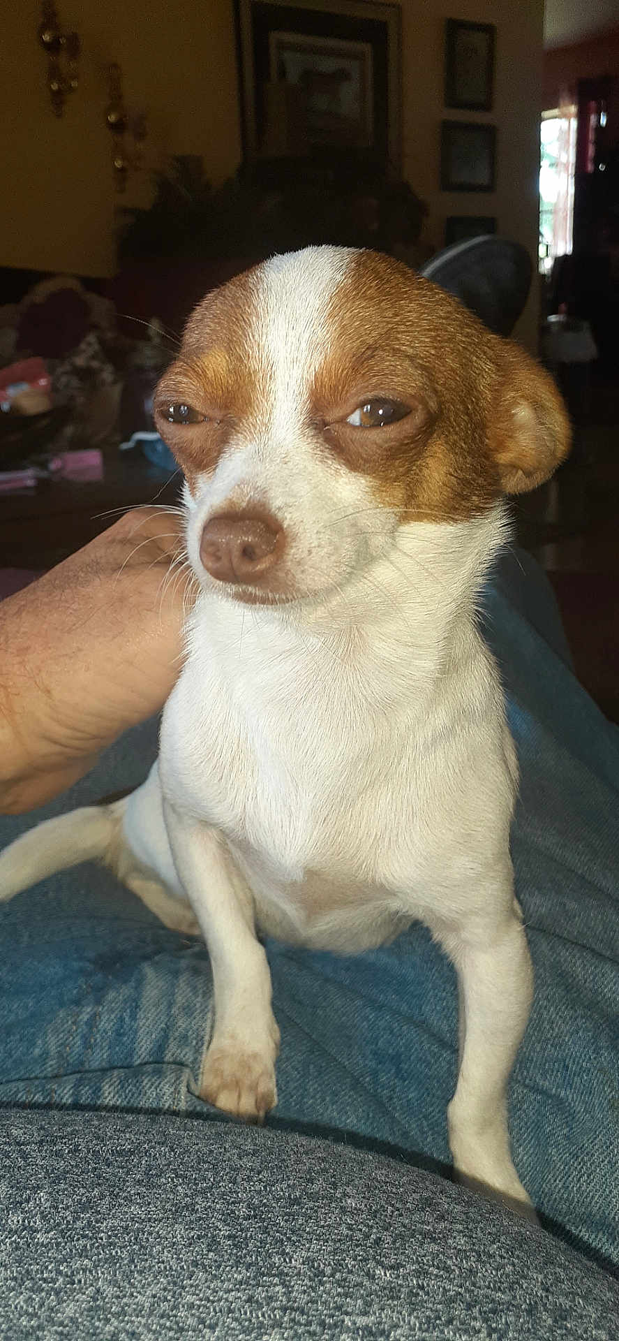 Grettell joined the competition — help win amazing prizes! dog, small_dog, brown_and_white, pet, indoor, lap, person, hand, fur, animal, cute, sitting, canine, face, ears, snout, whiskers, relaxed, home, jeans