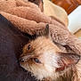 abyssinian, animal, blanket, cat, couch, furniture, hardwood, homedecor, kitten, linen, manx, person, pet, quilt, siamese, sleeping, towel, wood