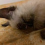 animal, cat, electronics, hardware, hardwood, kitten, manx, person, pet, rat, rodent, siamese, sleeping, wood