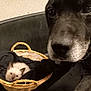 animal, basket, canine, cat, computerhardware, dog, electronics, hamster, hardware, hound, kitten, labradorretriever, mouse, person, pet, puppy, rabbit, rodent, sleeping, snout