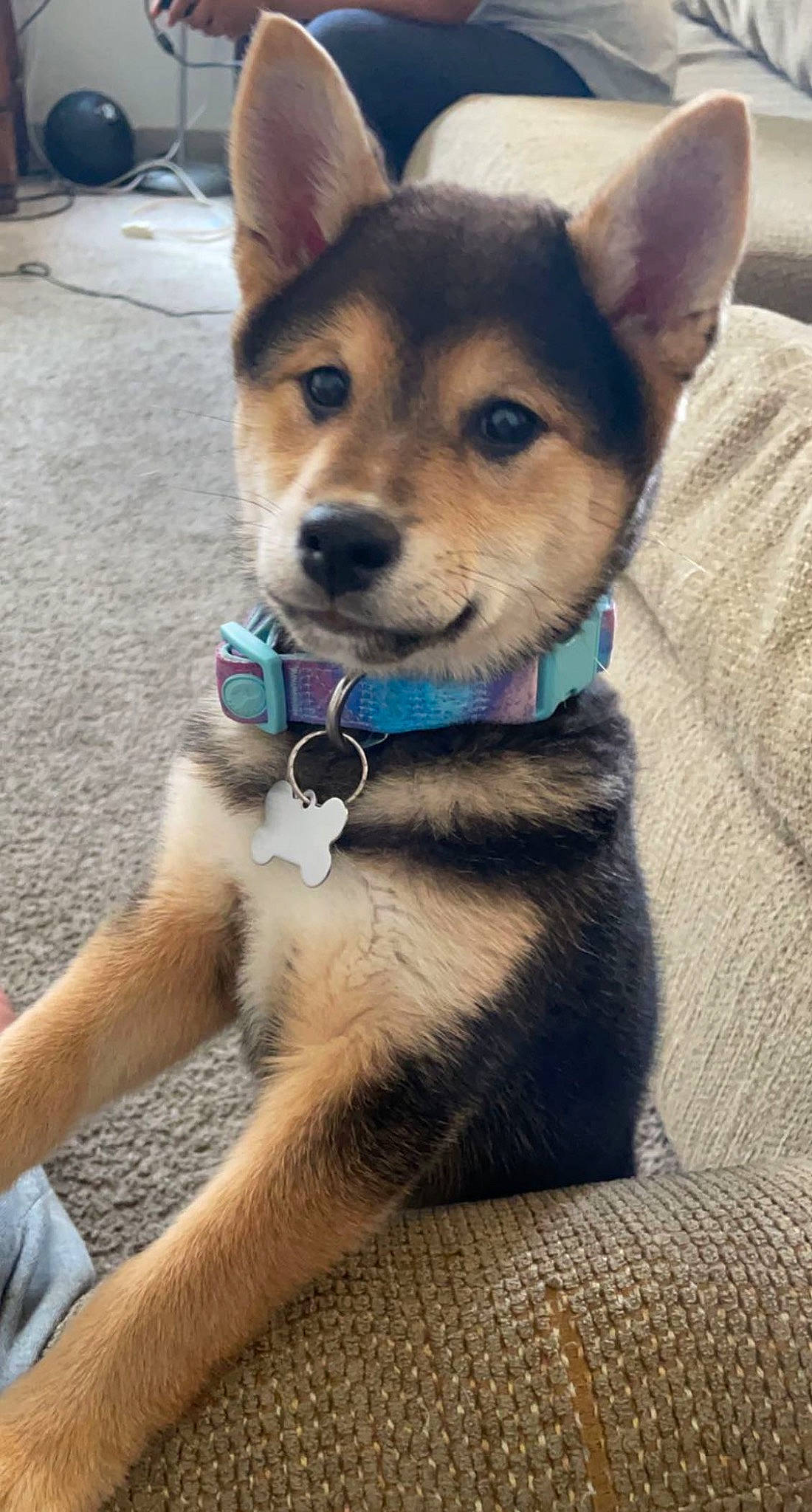 Lani is registered to the contest to win money with this photo: canidae, carnivore, collar, companion_dog, dog, dog_breed, dog_collar, dog_supply, electric_blue, fashion_accessory, fawn, fur, herding_dog, leash, snout, sporting_group, tail, terrestrial_animal, whiskers, working_animal