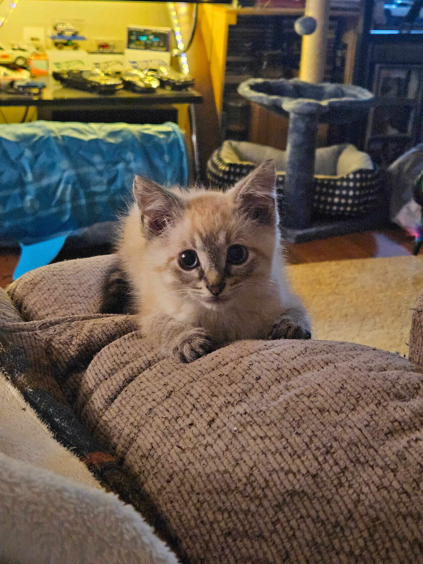 Smokey joined the competition — help win amazing prizes! kitten, cat, pet, furniture, couch, indoor, cozy, living_room, cat_tree, fur, cute, animal, small, curious, texture, soft, relaxing, domestic, mammal, home