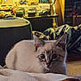 kitten, cat, animal, pet, indoor, blanket, toy_cars, collection, cozy, fur, curious, small, young, lying_down, soft, domestic, cute, eyes, furniture, home
