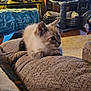 Smokey is registered to the contest to win money with this photo: kitten, cat, couch, furniture, indoor, pet, cozy, cat_tree, blanket, brown, texture, fur, animal, domestic, looking, resting, soft, home, comfortable, young