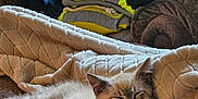 Smokey joined the competition — help win amazing prizes! kitten, cat, sleeping, blanket, couch, soft, cozy, indoor, furniture, pile, clothing, folded_clothes, relaxing, pet, fur, home, resting, comfort, nap, cute