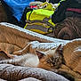 kitten, cat, sleeping, blanket, couch, soft, cozy, indoor, furniture, pile, clothing, folded_clothes, relaxing, pet, fur, home, resting, comfort, nap, cute