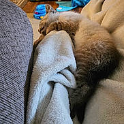 Smokey joined the competition — help win amazing prizes! kitten, sleeping, blanket, furry, cozy, couch, indoor, pet, resting, fur, animal, soft, relaxing, home, comfort, toy, blue, brown, warm, nap