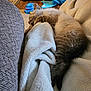 kitten, sleeping, blanket, furry, cozy, couch, indoor, pet, resting, fur, animal, soft, relaxing, home, comfort, toy, blue, brown, warm, nap