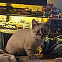 kitten, cat, toy_cars, collectibles, indoor, cozy, curious, furniture, car_models, pet, animal, home, warm_lighting, car_toys, shelf, playful, feline, living_room, decor, cute