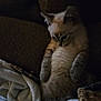 Smokey joined the competition — help win amazing prizes! kitten, cat, blanket, cushion, soft, cozy, indoor, pet, furry, resting, sleepy, cute, small, animal, fur, young, comfort, relaxing, home, dim_light