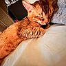 Coco joined the competition — help win amazing prizes! animal, bed, cat, close_up, cozy, cute, domestic_animal, ears, feline, fur, indoor, mammal, paw, peaceful, pet, relaxation, rest, sleeping, tabby_cat, whiskers